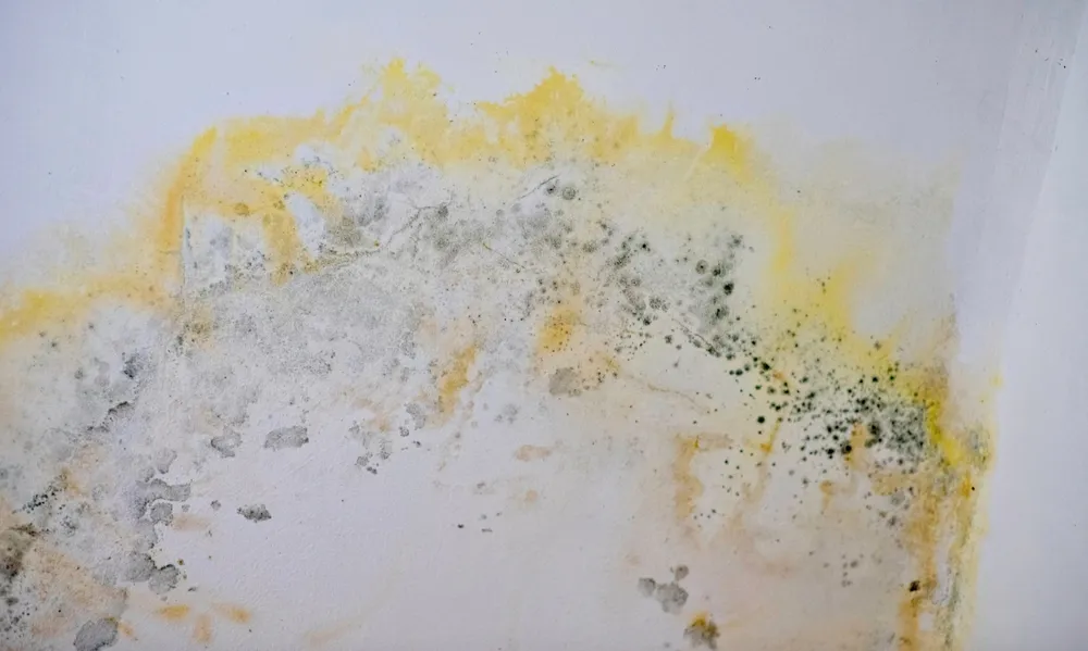 Mold In Your Home Health Risks And Remediation Strategies